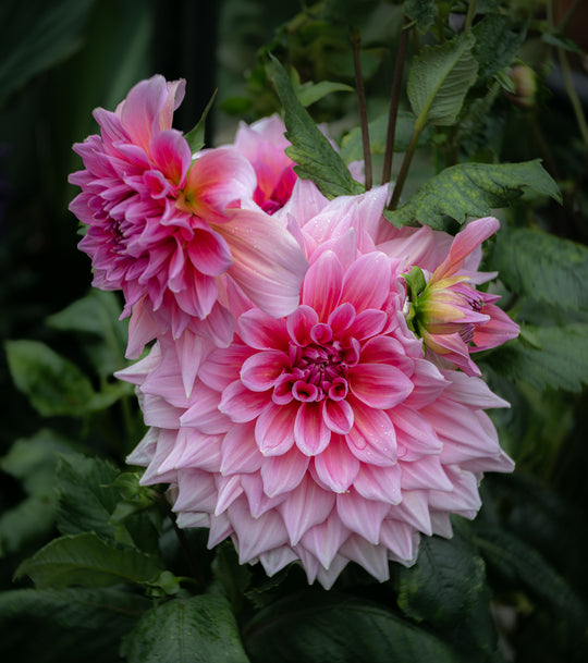 Dahlias in Pink