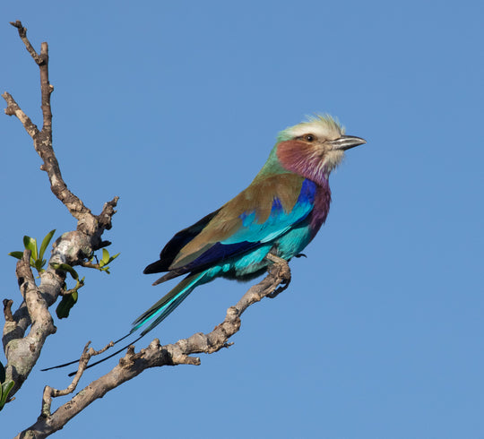 Lilac-breasted Roller
