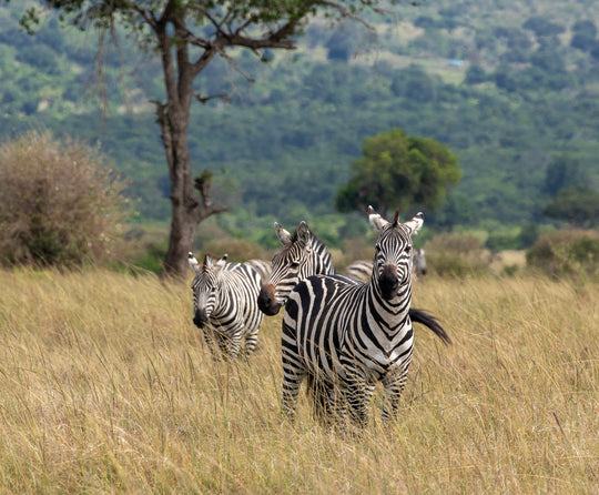 Plains Zebra in Masai Mara