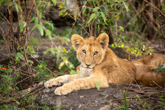 Lion Cub Resting