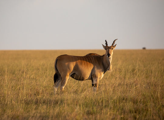 Common Eland