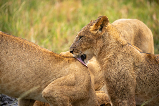 Lion cub in Masai Mara