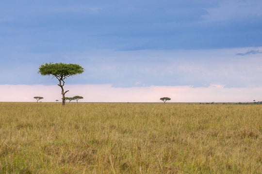 Kenya Savannah