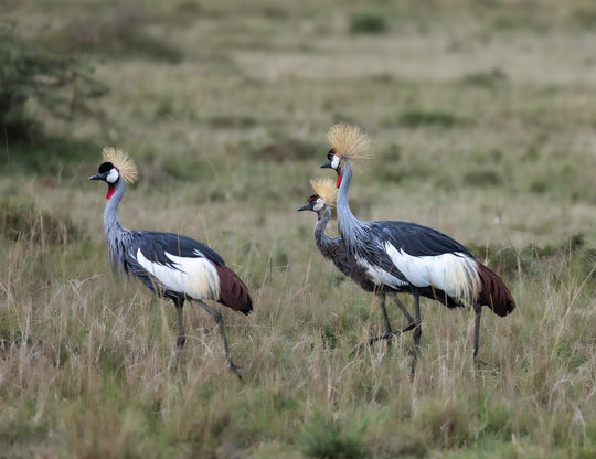 Grey Crowned Crane