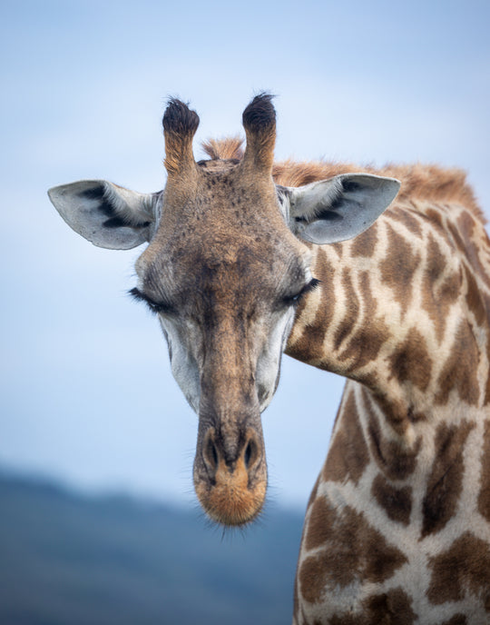 Giraffe greeting