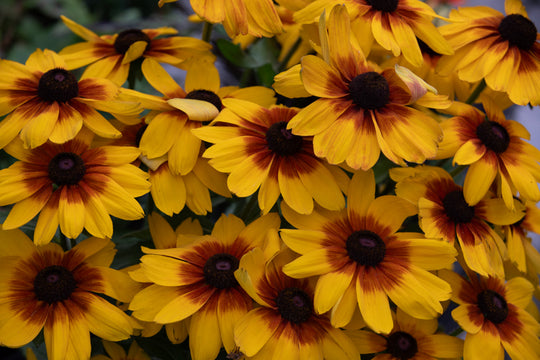 Black-eyed Susan