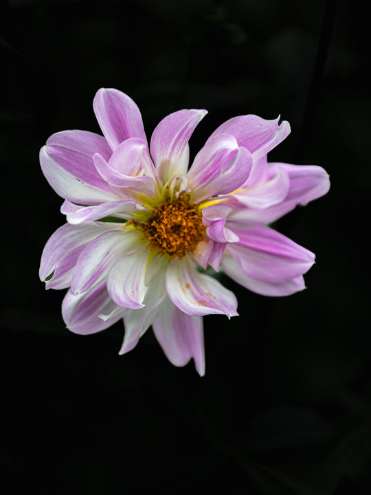 Pink Beauty