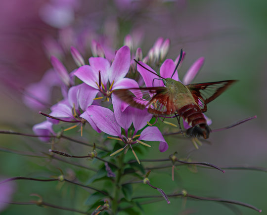 Hummingbird moth