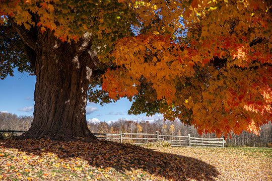 Vermont Maple in Fall