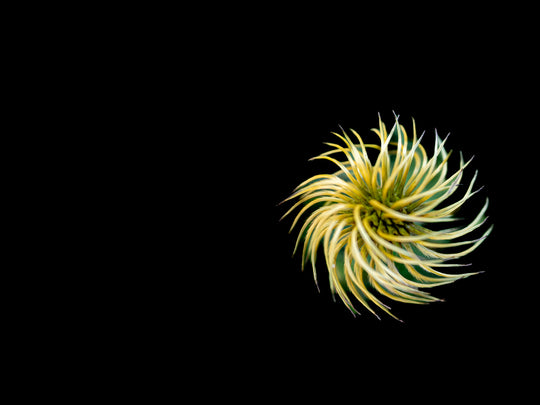 Pinwheel