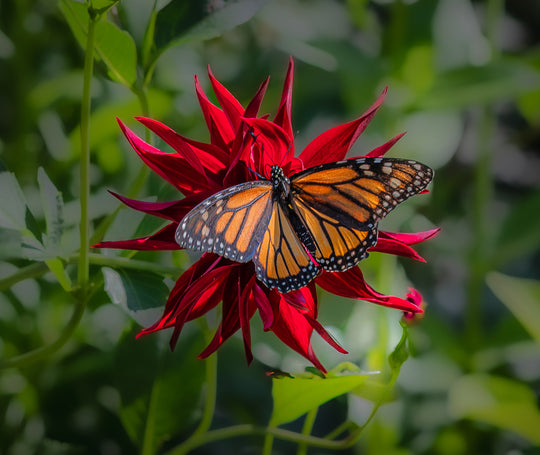 Butterfly visitor