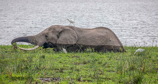 Hitching a Ride