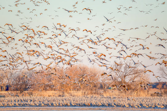 Sandhill Cranes at Sunrise