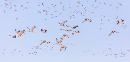 Sandhill Cranes in Flight