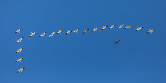 Snow Geese in Formation