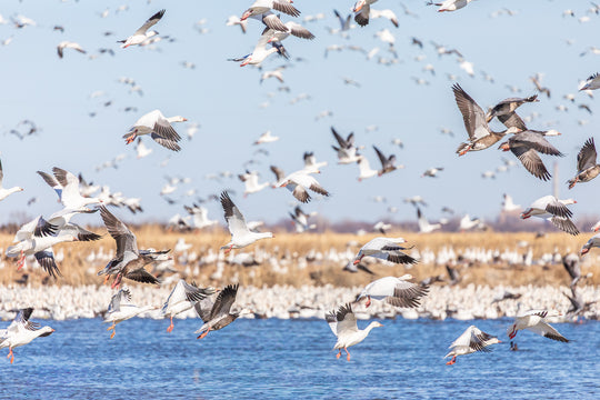 Snow Geese