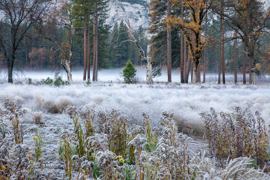 Frosty morning