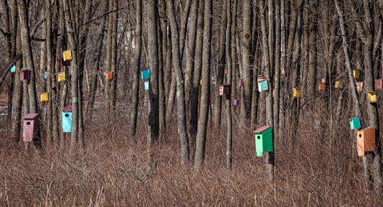 Birdhouse Forest