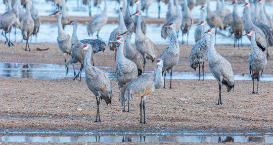 Sandhill Cranes on Sandbar