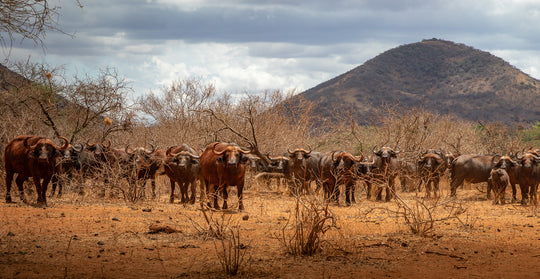 Cape Buffalo gathering