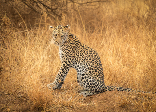 Leopard in the Mara