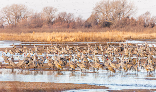 Sandhill Cranes on the Platte River, Nebraska