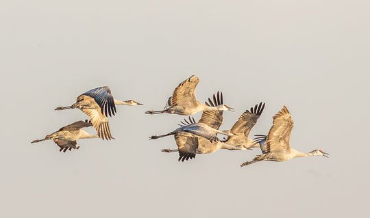 Sandhill Cranes in Flight
