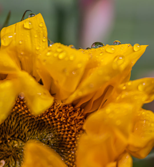 Sunflower after the rain
