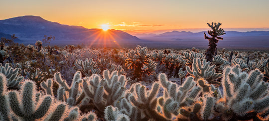 Joshua Tree sunrise