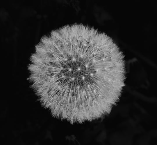 Make a Wish