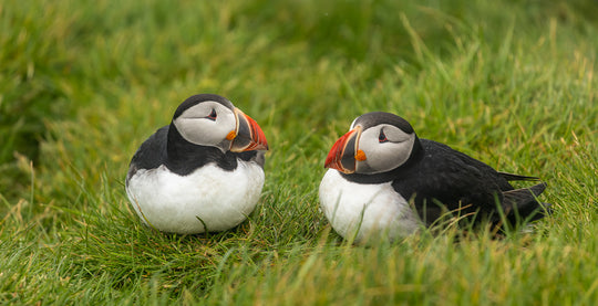 Pair of Puffins