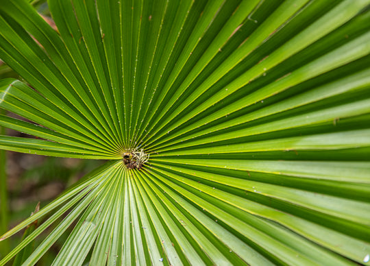 Palm leaf