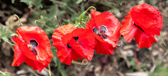 Red Poppies