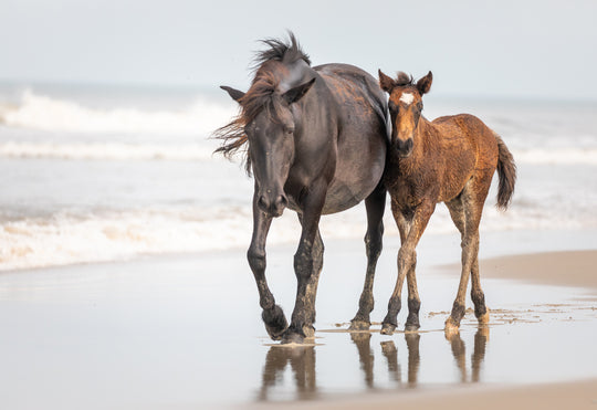 Banker Horses