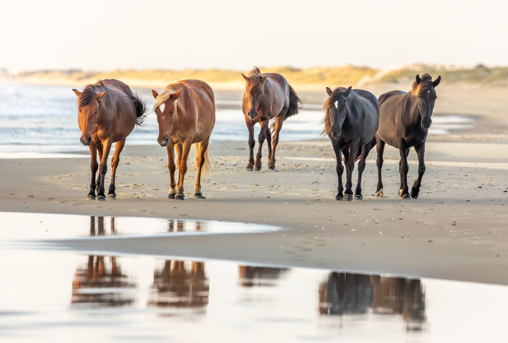 Corolla Wild Horses