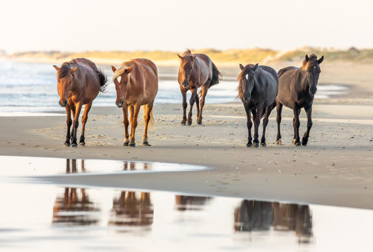 Corolla Wild Horses
