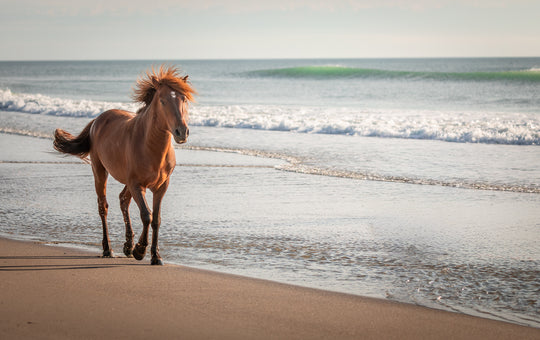 Horse on Corolla Beach