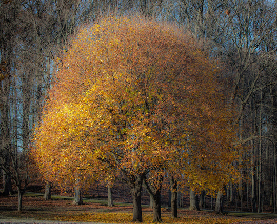 Golden Light
