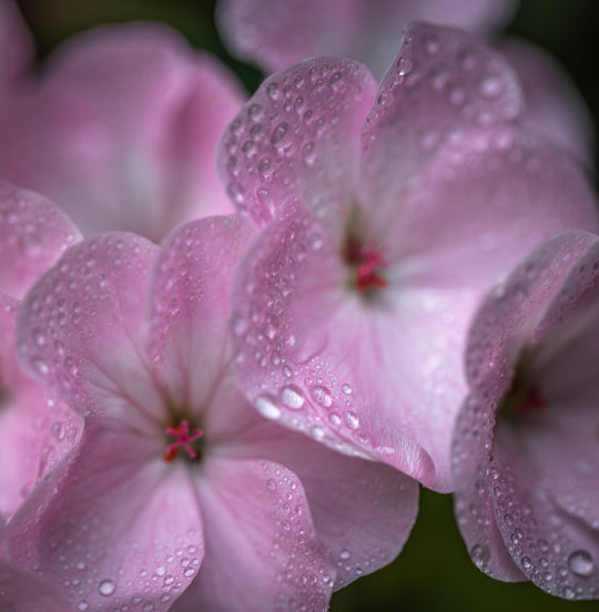 Geranium in Pink