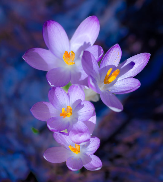 Spring has Sprung!