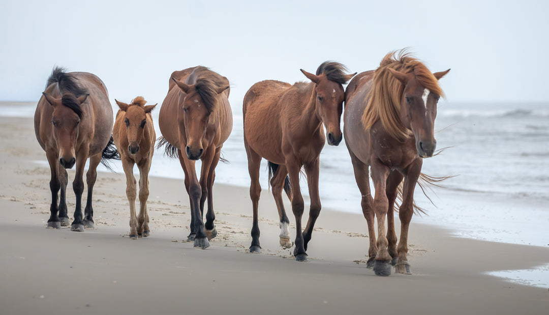 Corolla Wild Horses